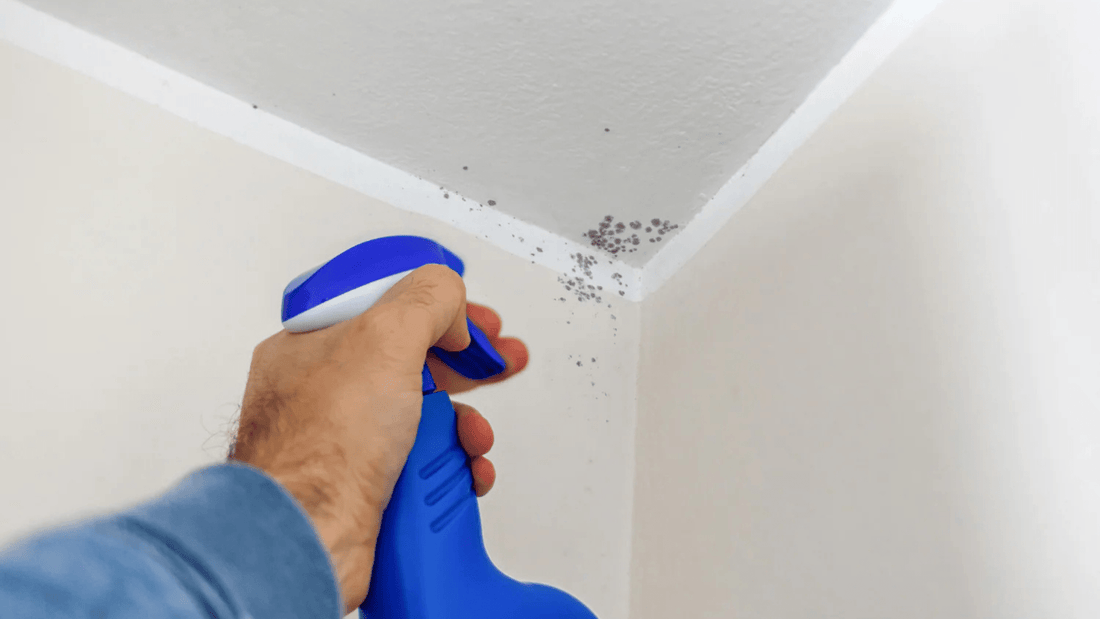 How To Remove Mold From Bathroom Ceiling ? - The Trendy Art