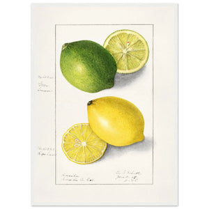 Lemon Wall Art Kitchen - The Trendy Art