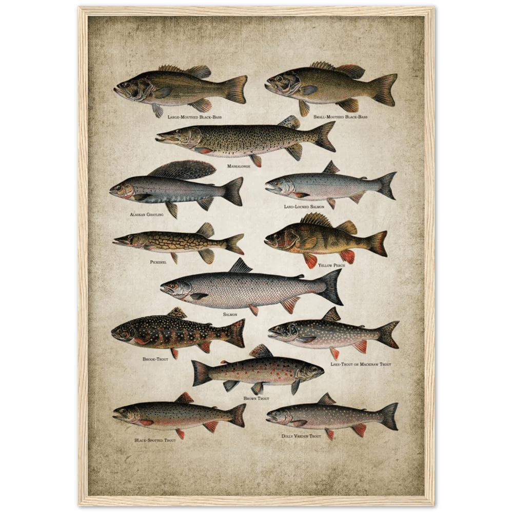 Vintage Fish Wall Art - The Trendy Art