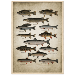 Vintage Fish Wall Art - The Trendy Art