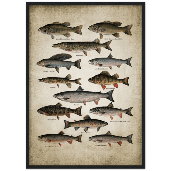 Vintage Fish Wall Art