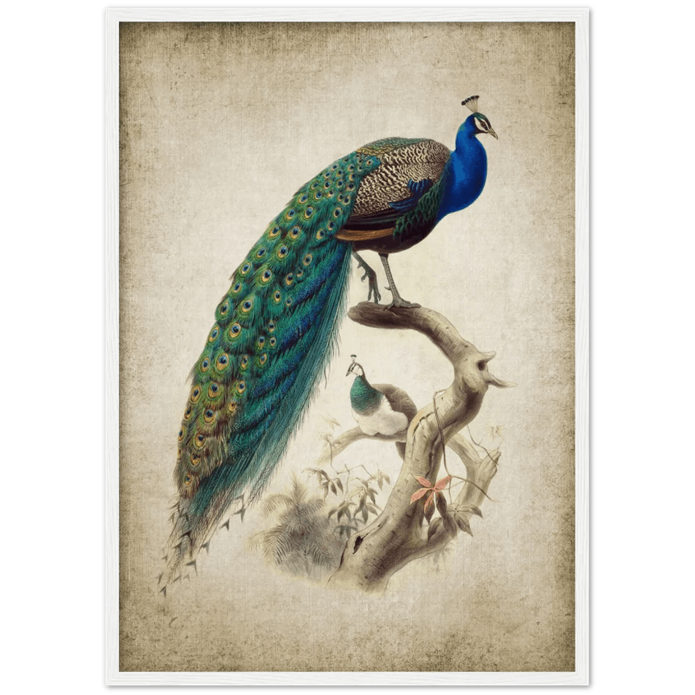 peacock wall decal