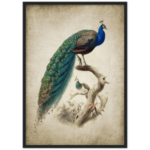 Vintage Peacock Wall Art - The Trendy Art